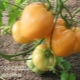  Penerangan mengenai pelbagai tomato Golden Heart