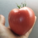 Was es beim Kaufen die Rio grande tomate zu beachten gilt