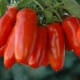  Tomato Lada: Peraturan Varieties dan Penanaman