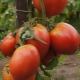  Tomato Sevryuga: penerangan, penanaman dan penjagaan