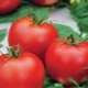 Rio grande tomate - Die Favoriten unter der Vielzahl an analysierten Rio grande tomate!