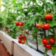  Kami menanam tomato di balkoni