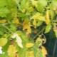  Daun kuning dalam tomato: mengapa ini berlaku dan bagaimana untuk melawan?