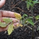  Daun kuning dalam benih tomato: sebab dan cadangan untuk berkembang