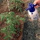  Bagaimana untuk memberi makan tomato selepas menanam di rumah hijau?