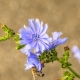  Chicory: ciri dan sifat tumbuhan