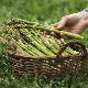  Bagaimana cara mengembangkan asparagus?