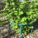  Currant holder for a currant: what are and how to do?