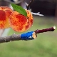  Apricot Grafting Subtiliteter