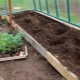  Perihal proses penanaman tomato di rumah hijau