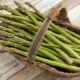  Kalori pelbagai jenis asparagus