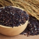  Black rice: calorie, benepisyo at pinsala, mga recipe ng pagluluto
