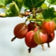  Bagaimana untuk memotong gooseberries pada musim gugur untuk menuai yang baik?