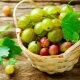  Apakah vitamin yang terkandung dalam gooseberry?