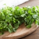  Koristi i štete cilantra za zdravlje muškaraca