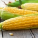  Fordelene og skadene av mais, dens ernæringsmessige og energiske verdi