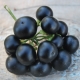  Sunberry: subtilitățile cultivării, proprietățile utile ale boabelor și contraindicațiile