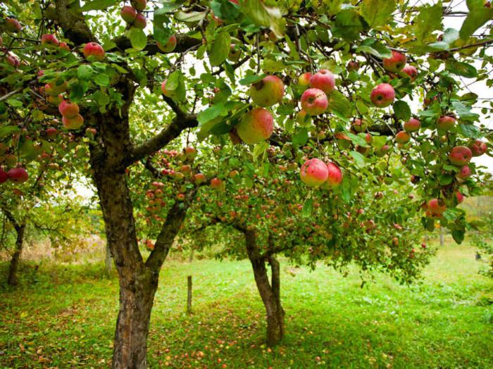 أنواع التفاح 77 صورة أصناف من الفواكه الخضراء Spartan و