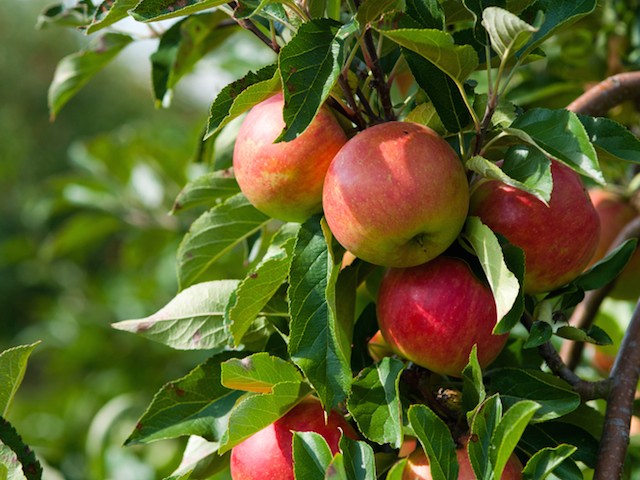 كيفية التعامل مع الصدأ على أوراق شجرة التفاح؟ 15 صور كيفية علاج بقع الصدأ  ولماذا تظهر علامات حمراء؟ تدابير مكافحة الأمراض