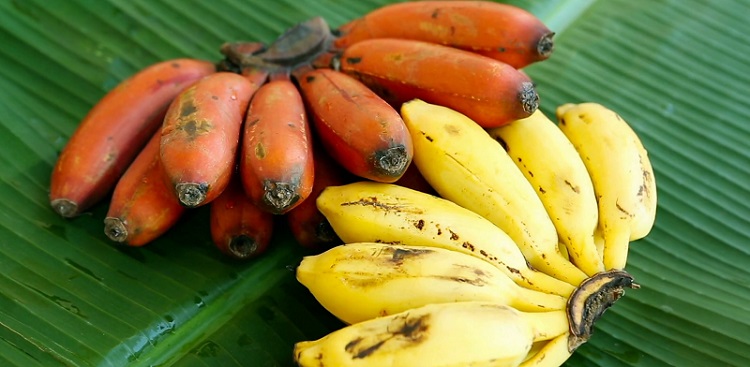 Червени банани (10 снимки): как да се хранят и какво да..