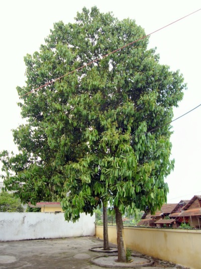  Skořice strom