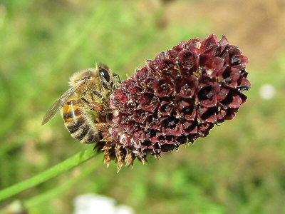  Cây mật ong tốt