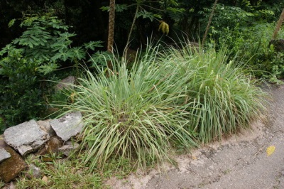  Lemongrass aux Seychelles