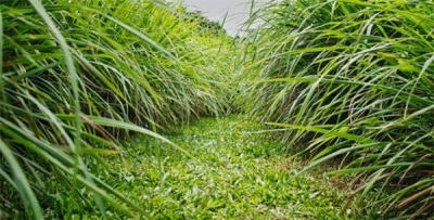  Ladang Lemongrass