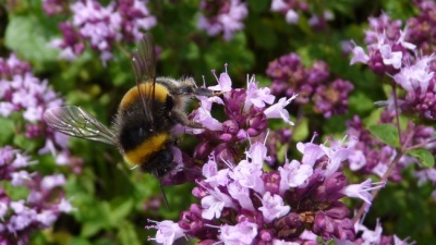  Cây mật ong tuyệt vời