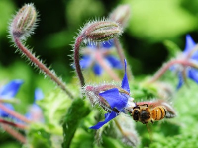  Μέλισσα στο χόρτο αγγούρι