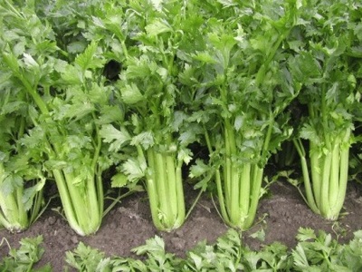  Celery Celery
