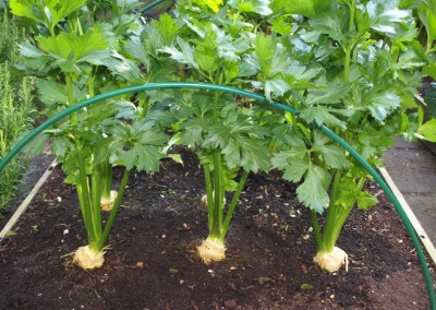  Celer pěstování