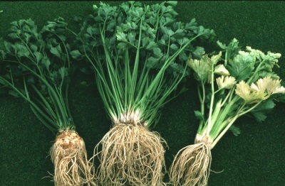  Populární odrůdy celeru