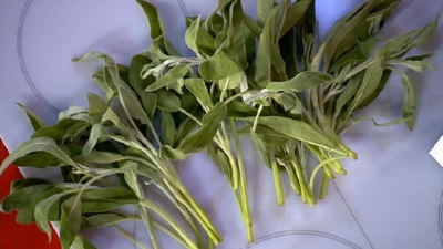  Sage mengandungi sebilangan besar nutrien