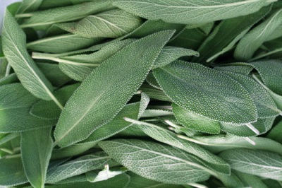  Salvia rekommenderas på grund av dess fördelaktiga egenskaper.