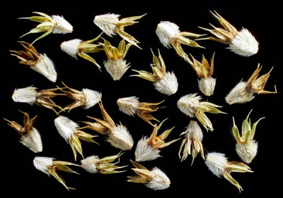  Eryngium Seeds