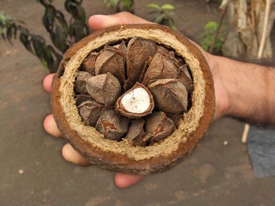  Brazilské ovoce - ořechy