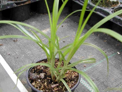 Lumalagong chufa seedlings