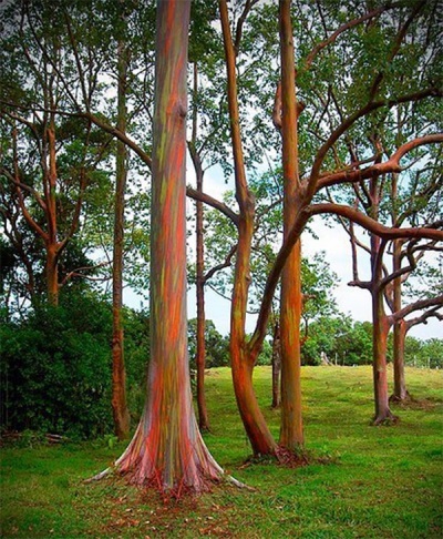  Eucalyptus arc-en-ciel