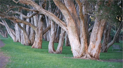  Eucalyptus