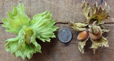  Buah-buahan Hazel jauh lebih kecil daripada hazelnuts