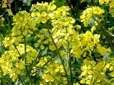  Mustard plant