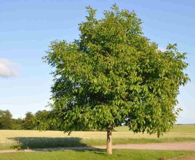  Pokok Walnut