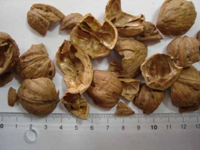  Kerang Walnut ditunjukkan dan digunakan dalam beberapa penyakit.