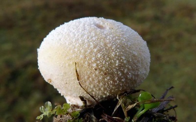  Regnsvamp hör till champignonfamiljen