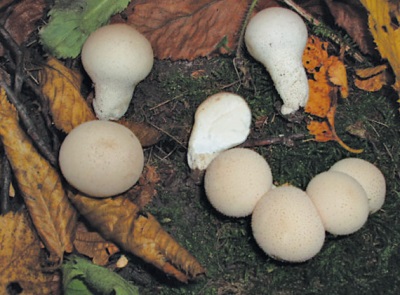 culture de champignons imperméables
