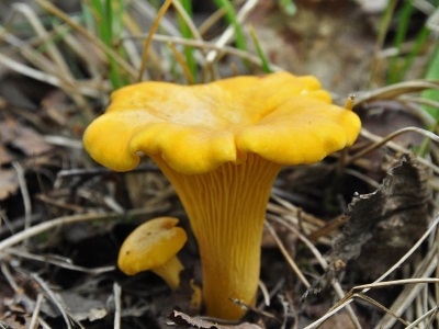  Chanterelle mushroom appearance