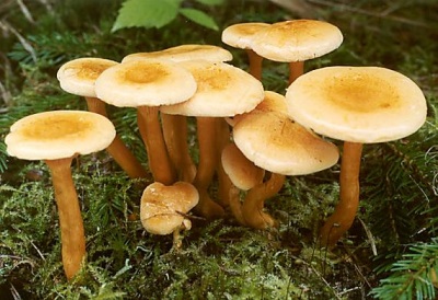  Ang mushroom group na Chanterelle false