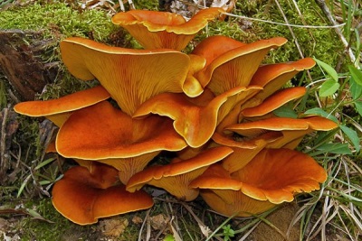  Omphalotus houba