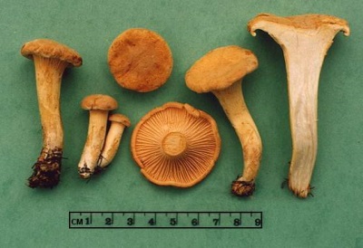  Chanterell svamp innehåller många olika vitaminer och element som är fördelaktiga för kroppen.